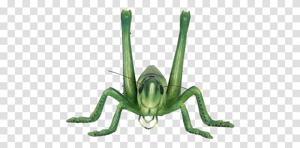 Grasshopper Image Portable Network Graphics, Insect, Invertebrate, Animal, Grasshoper Transparent Png