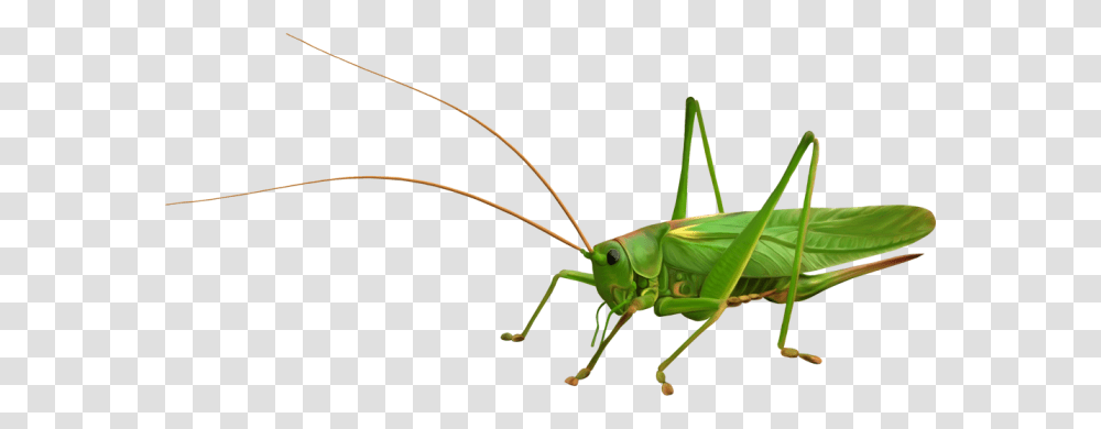 Grasshopper Images Free Download, Insect, Invertebrate, Animal, Grasshoper Transparent Png