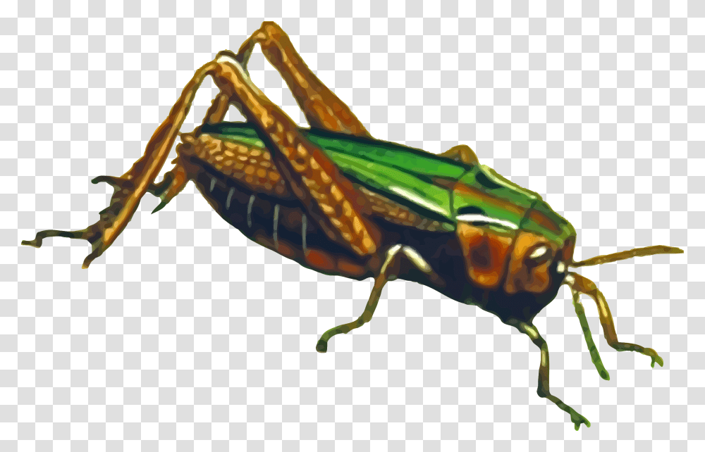 Grasshopper Images Free Download, Insect, Invertebrate, Animal, Lobster Transparent Png