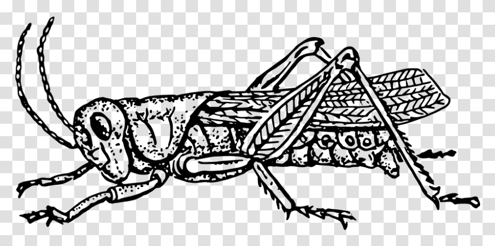 Grasshopper In Black And White, Gray, World Of Warcraft Transparent Png