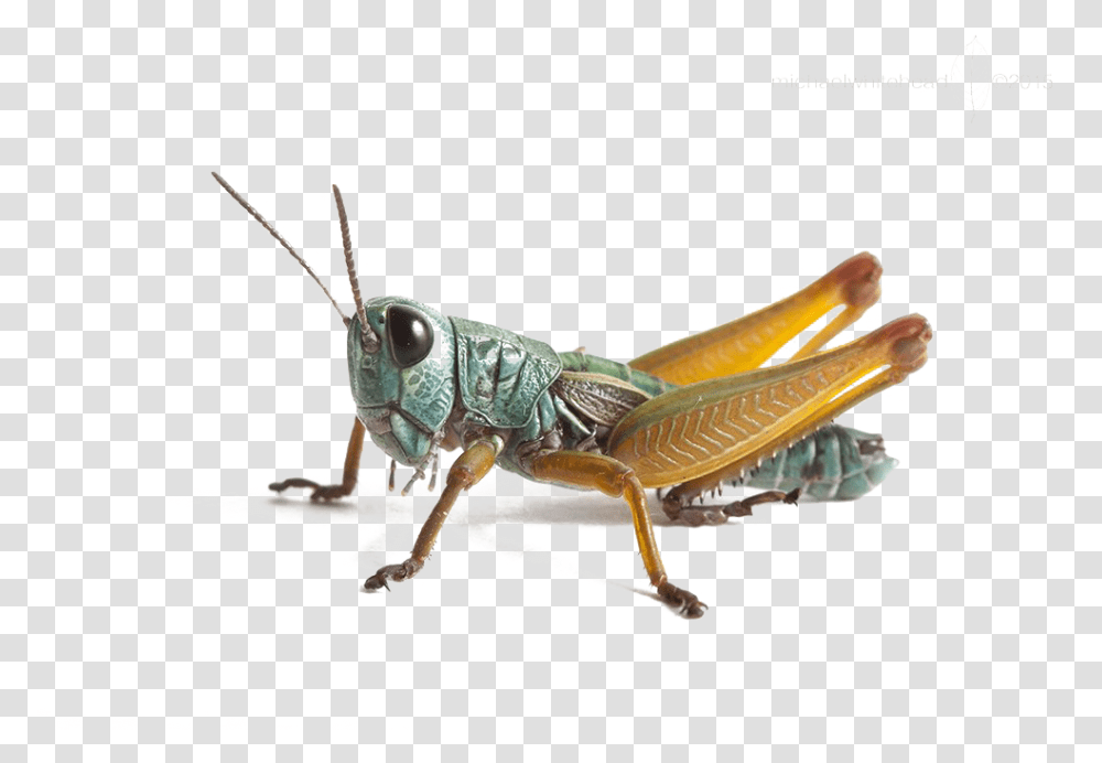 Grasshopper In Hindi, Insect, Invertebrate, Animal, Grasshoper Transparent Png