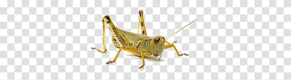 Grasshopper, Insect, Animal, Invertebrate, Cricket Insect Transparent Png