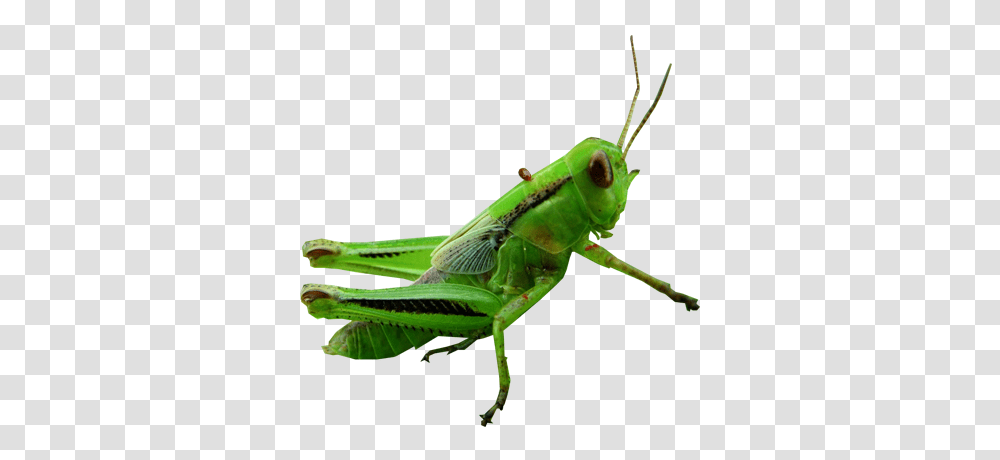 Grasshopper, Insect, Bow, Invertebrate, Animal Transparent Png