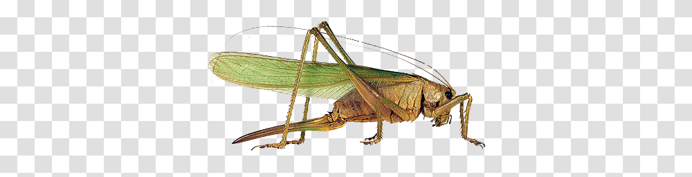 Grasshopper, Insect, Bow, Invertebrate, Animal Transparent Png