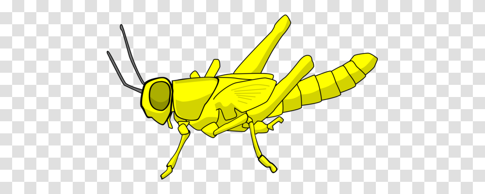 Grasshopper Insect Caelifera Animal Locust, Invertebrate, Grasshoper Transparent Png