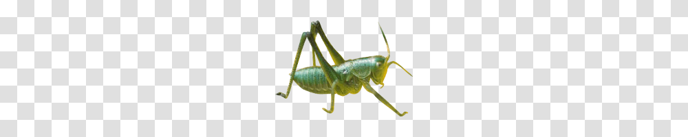 Grasshopper, Insect, Cricket Insect, Invertebrate, Animal Transparent Png