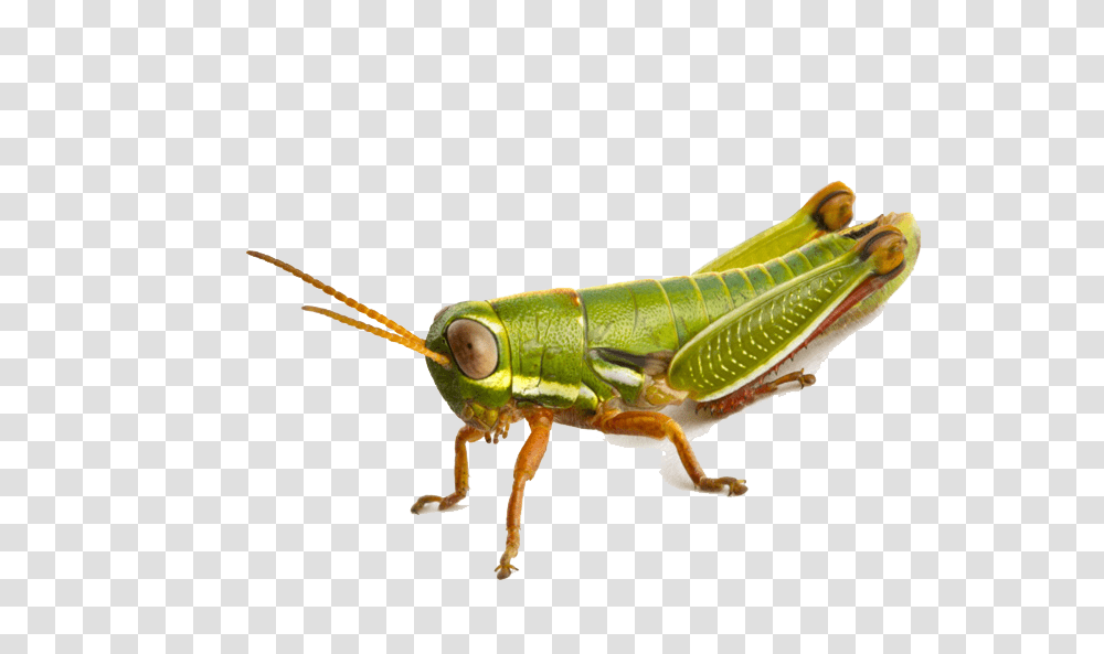 Grasshopper, Insect, Invertebrate, Animal, Cricket Insect Transparent Png