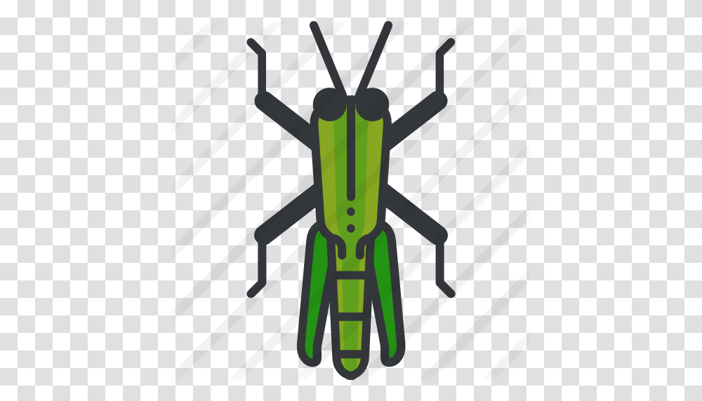 Grasshopper, Insect, Invertebrate, Animal, Cross Transparent Png