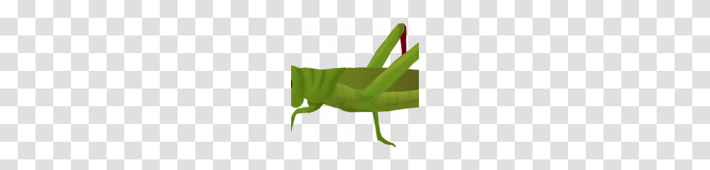 Grasshopper, Insect, Invertebrate, Animal, Grasshoper Transparent Png