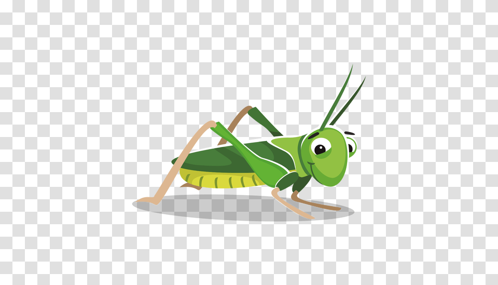 Grasshopper, Insect, Invertebrate, Animal, Grasshoper Transparent Png