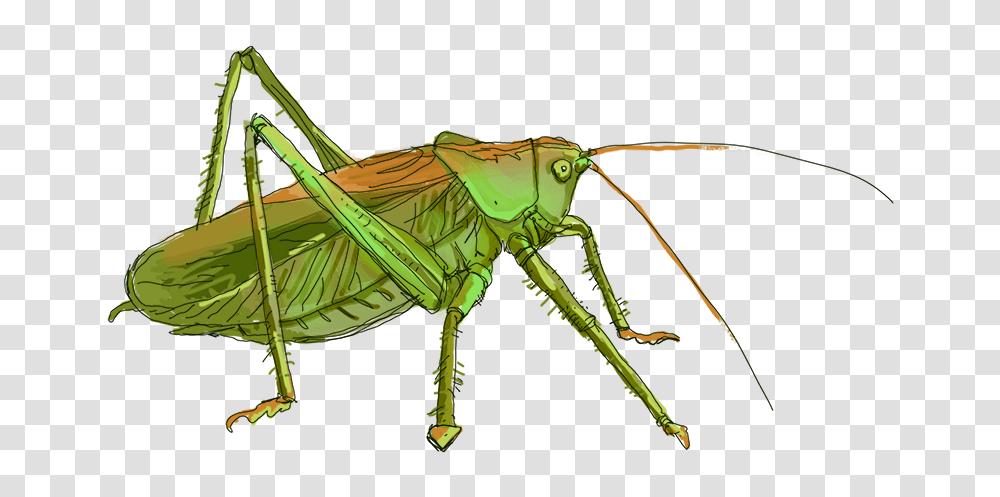 Grasshopper, Insect, Invertebrate, Animal, Grasshoper Transparent Png