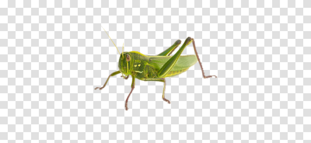 Grasshopper, Insect, Invertebrate, Animal, Grasshoper Transparent Png