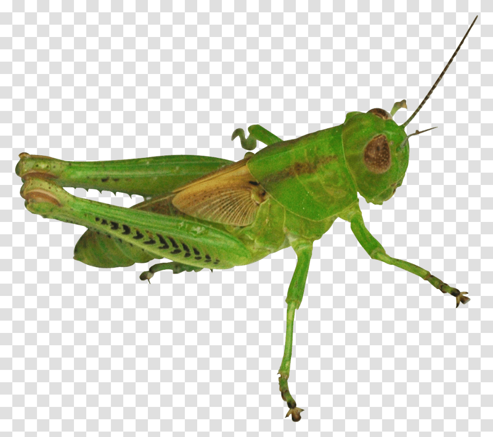 Grasshopper, Insect, Invertebrate, Animal, Grasshoper Transparent Png