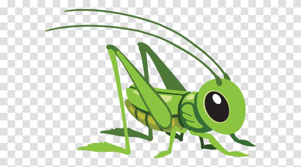 Grasshopper, Insect, Invertebrate, Animal, Grasshoper Transparent Png