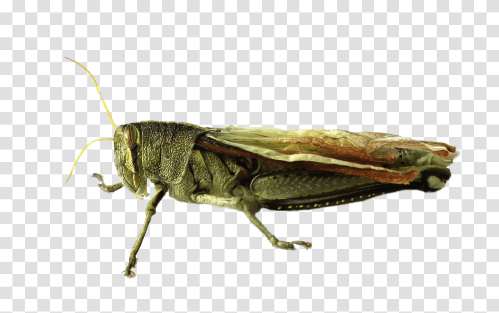 Grasshopper, Insect, Invertebrate, Animal, Grasshoper Transparent Png