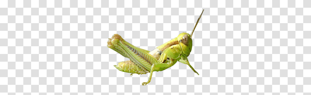 Grasshopper, Insect, Invertebrate, Animal, Grasshoper Transparent Png