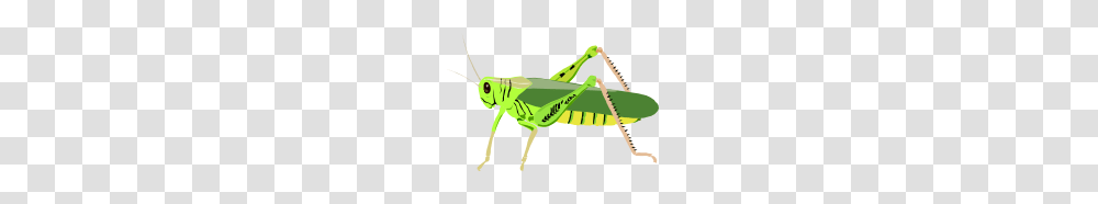 Grasshopper, Insect, Invertebrate, Animal, Grasshoper Transparent Png