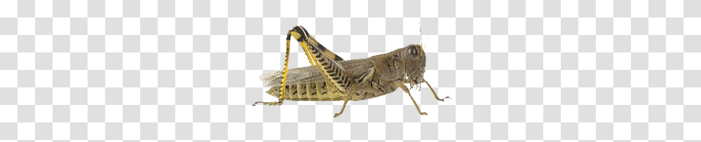 Grasshopper, Insect, Invertebrate, Animal, Grasshoper Transparent Png