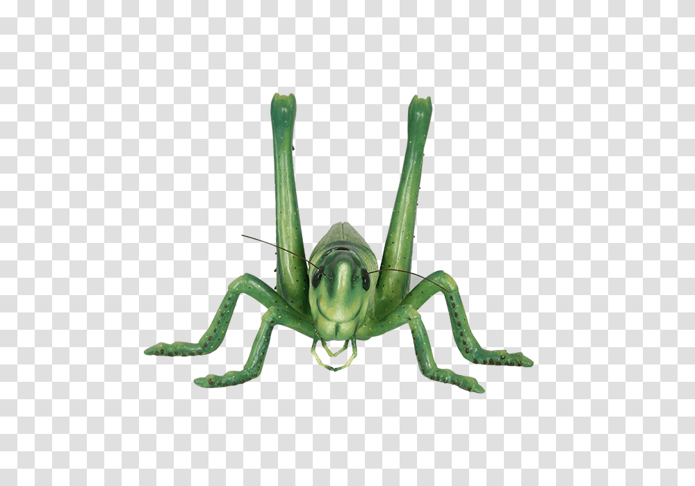 Grasshopper, Insect, Invertebrate, Animal, Grasshoper Transparent Png