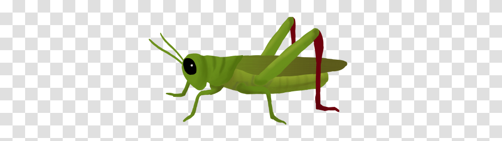 Grasshopper, Insect, Invertebrate, Animal, Grasshoper Transparent Png