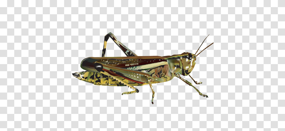 Grasshopper, Insect, Invertebrate, Animal, Grasshoper Transparent Png