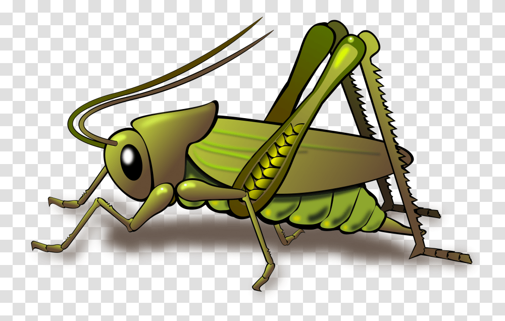 Grasshopper, Insect, Invertebrate, Animal, Grasshoper Transparent Png