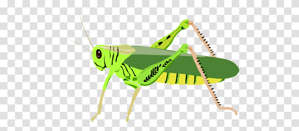 Grasshopper, Insect, Invertebrate, Animal, Grasshoper Transparent Png