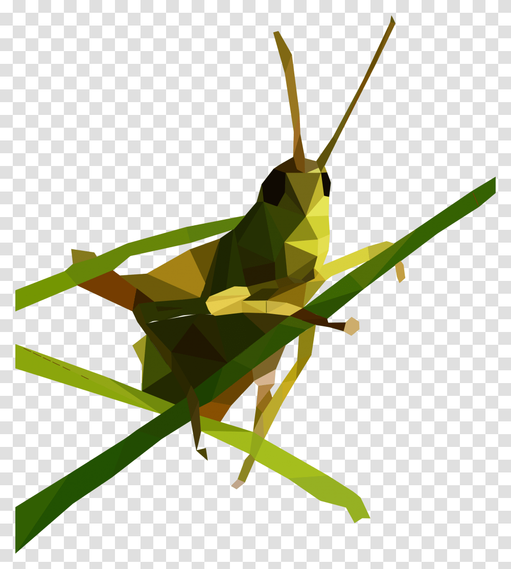 Grasshopper, Insect, Invertebrate, Animal, Grasshoper Transparent Png