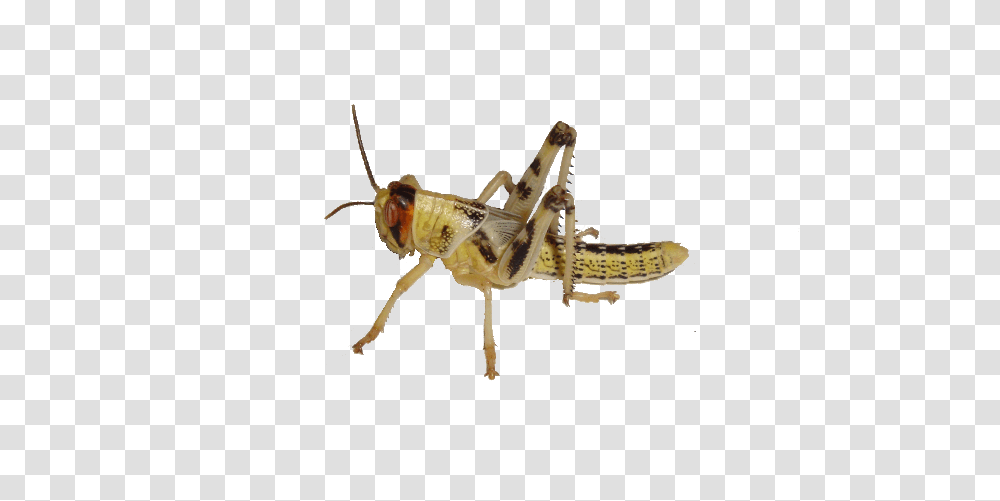 Grasshopper, Insect, Invertebrate, Animal, Grasshoper Transparent Png