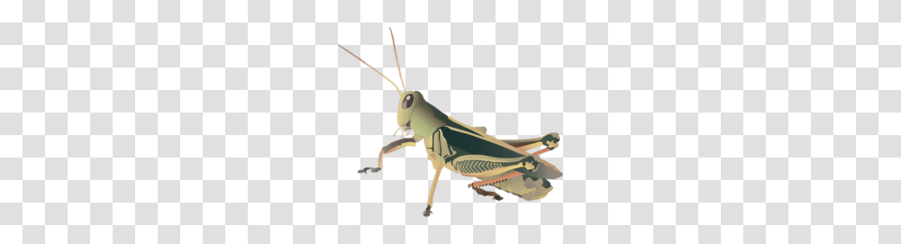 Grasshopper, Insect, Invertebrate, Animal, Grasshoper Transparent Png