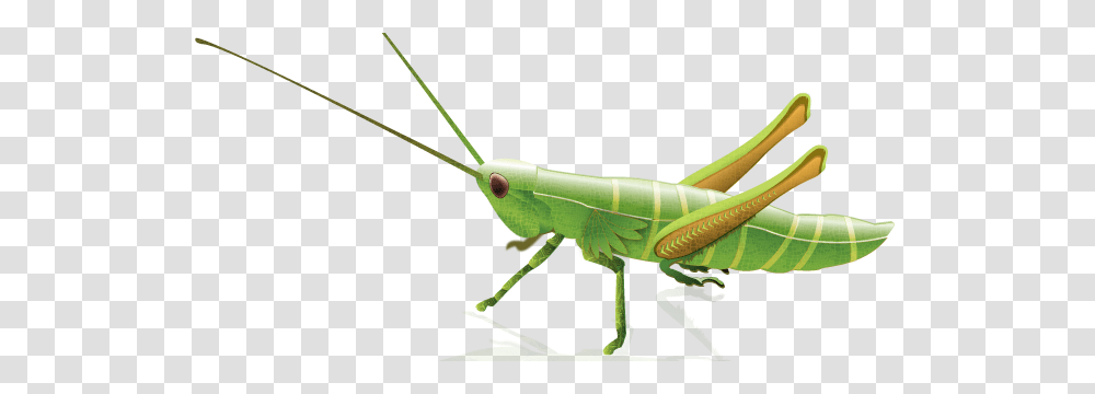 Grasshopper, Insect, Invertebrate, Animal, Grasshoper Transparent Png