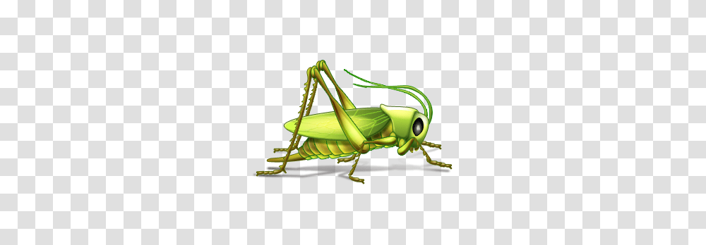 Grasshopper, Insect, Invertebrate, Animal, Grasshoper Transparent Png