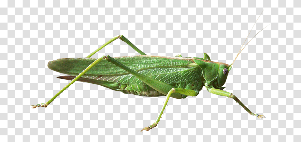 Grasshopper, Insect, Invertebrate, Animal, Grasshoper Transparent Png