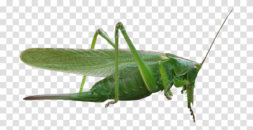 Grasshopper, Insect, Invertebrate, Animal, Grasshoper Transparent Png