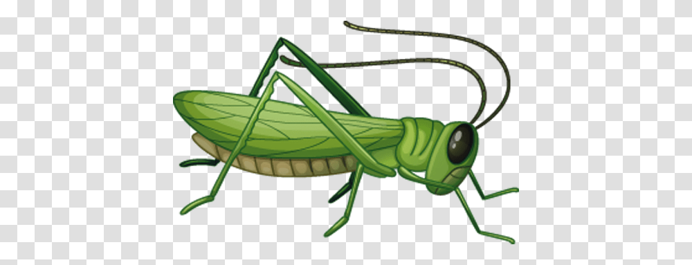 Grasshopper, Insect, Invertebrate, Animal, Grasshoper Transparent Png