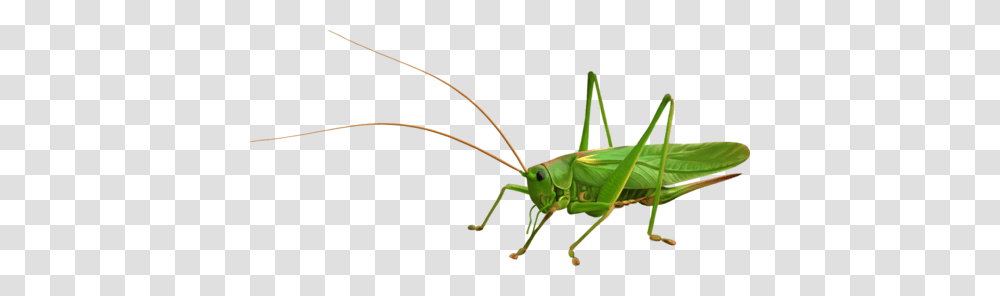 Grasshopper, Insect, Invertebrate, Animal, Grasshoper Transparent Png