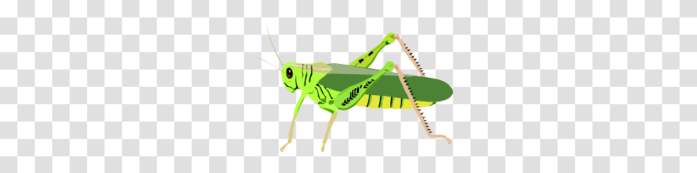 Grasshopper, Insect, Invertebrate, Animal, Grasshoper Transparent Png