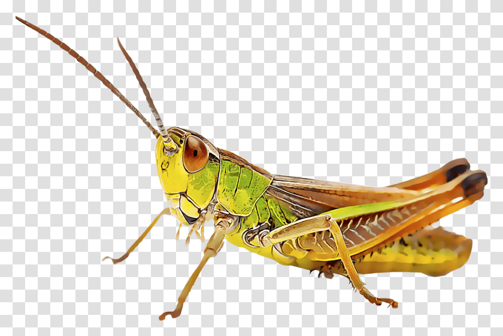 Grasshopper, Insect, Invertebrate, Animal, Grasshoper Transparent Png