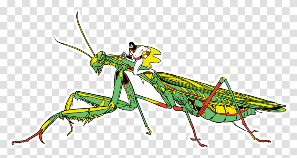 Grasshopper, Insect, Invertebrate, Animal Transparent Png