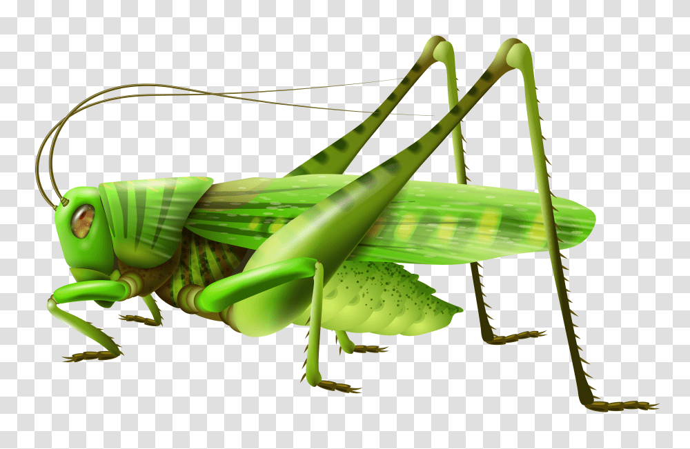 Grasshopper, Insect Transparent Png