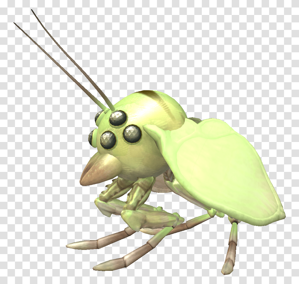 Grasshopper, Invertebrate, Animal, Insect, Grasshoper Transparent Png