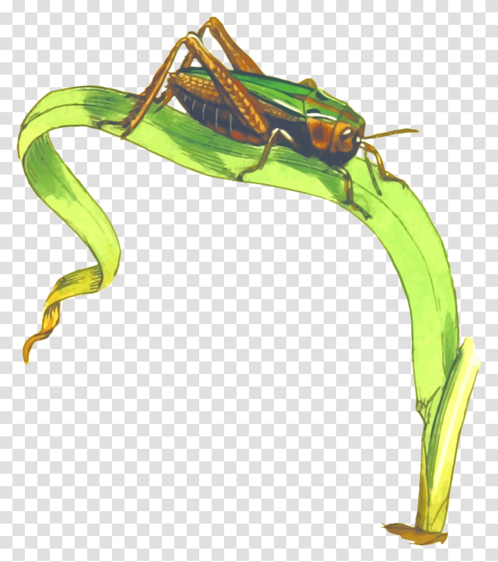 Grasshopper On Grass Clipart, Insect, Invertebrate, Animal, Grasshoper Transparent Png