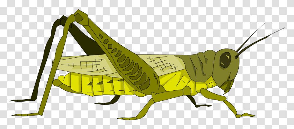 Grasshopper Photo Grasshopper, Insect, Invertebrate, Animal, Grasshoper Transparent Png