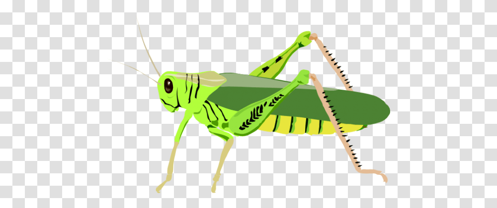 Grasshopper Photo, Insect, Invertebrate, Animal, Grasshoper Transparent Png