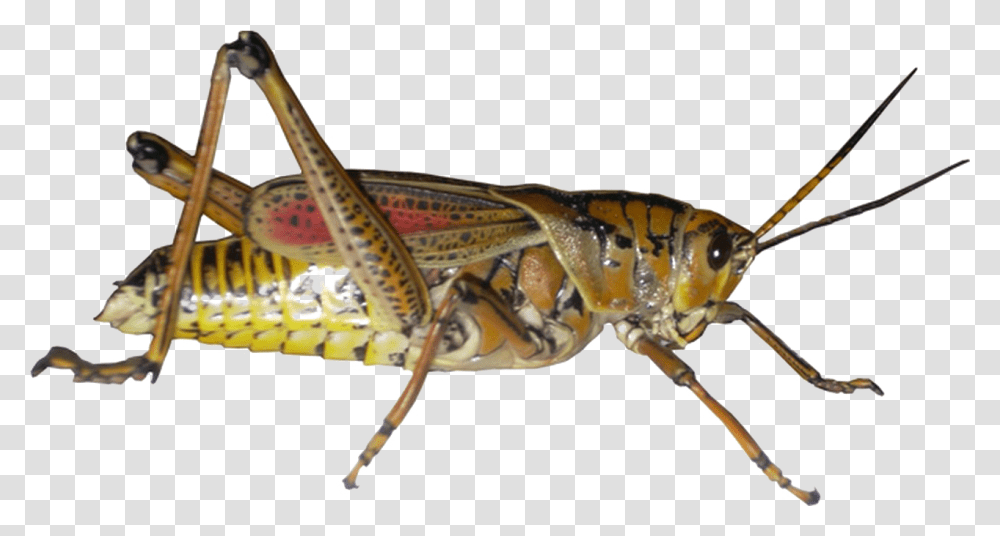 Grasshopper Picture Grasshoppers, Insect, Invertebrate, Animal, Cricket Insect Transparent Png