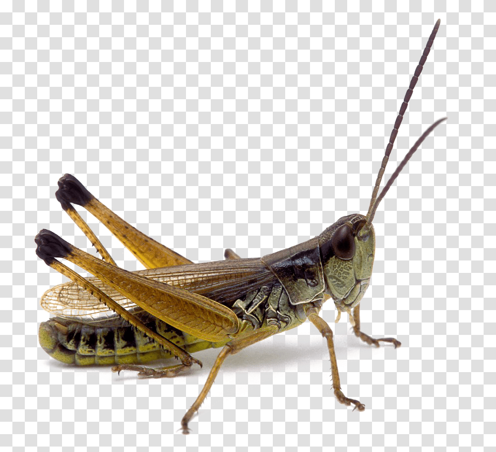 Grasshopper Realistic, Insect, Invertebrate, Animal, Grasshoper Transparent Png