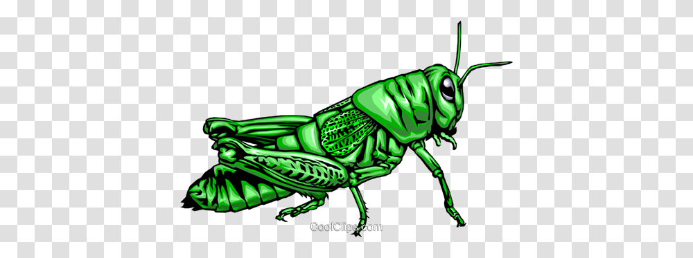 Grasshopper Royalty Free Vector Clip Art Illustration, Insect, Invertebrate, Animal, Grasshoper Transparent Png