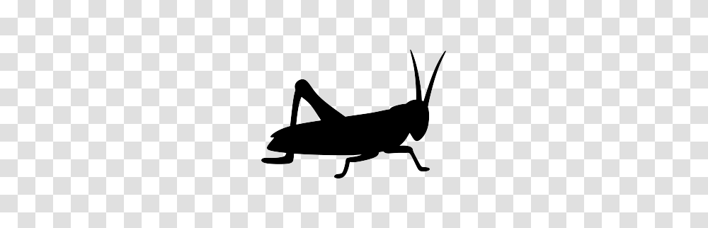 Grasshopper Silhouette Ant And Grasshopper Insects, Animal, Invertebrate, Grasshoper, Cricket Insect Transparent Png