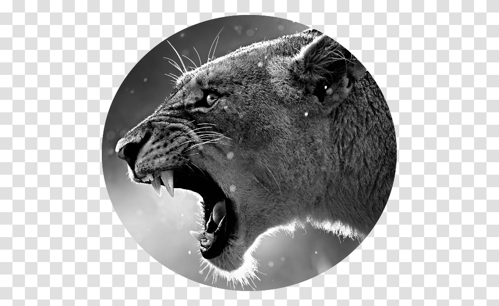 Grassland Angry Lion Animals Font B Big B Font Font, Mammal, Wildlife, Panther, Jaguar Transparent Png