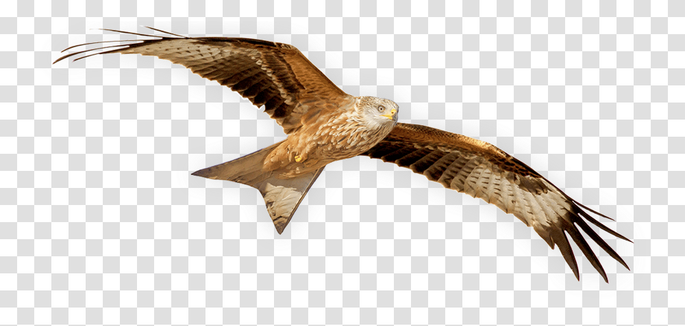 Grassland Hawk Red Kite Bird, Animal, Buzzard, Eagle, Vulture Transparent Png
